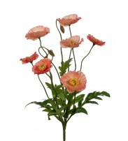 Mohn 35 cm 10.00